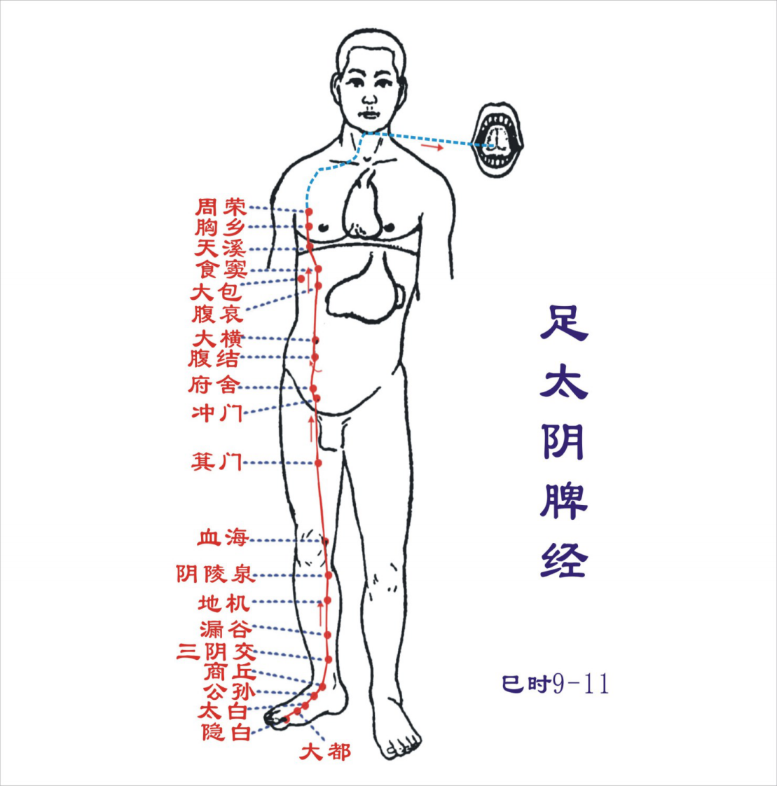 80人体经络图(含方向和穴位).pdf 第4页