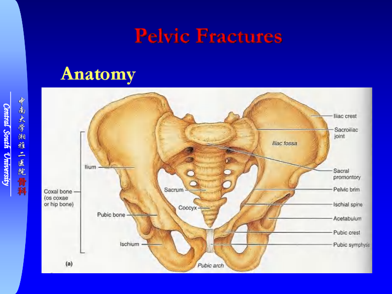 骨科-骨盆骨折与下肢骨折.pdf 第3页