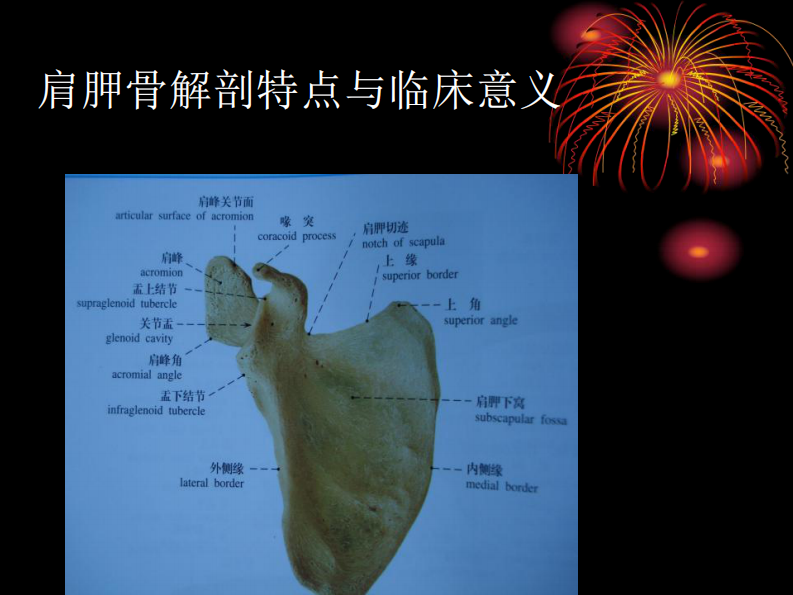 骨科-上肢骨、关节损伤(五年制幻).pdf 第4页