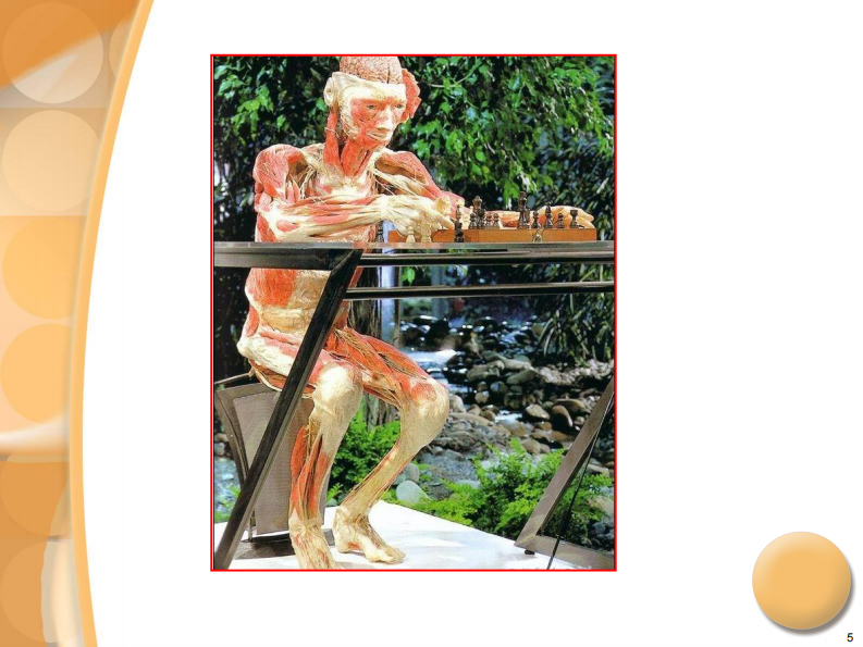 骨科-腰椎间盘突出症诊治PPT课件.pdf 第5页