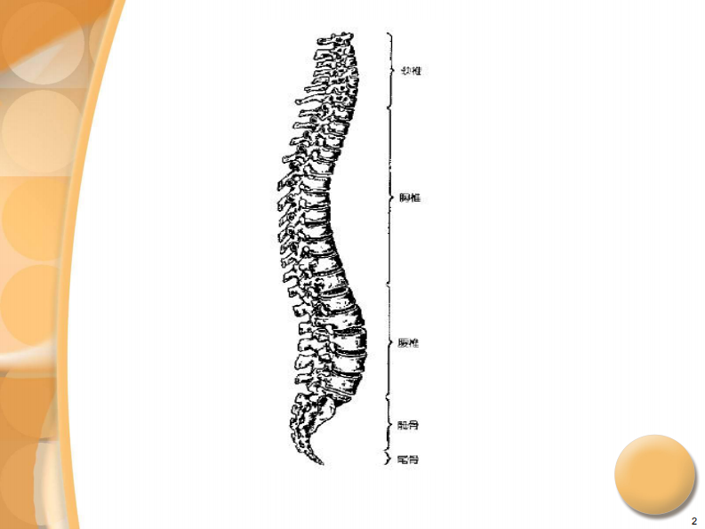 骨科-腰椎间盘突出症诊治PPT课件.pdf 第2页