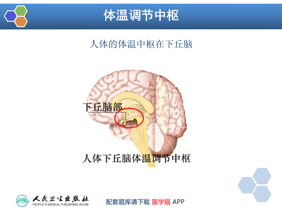 第12章 麻醉期间的体温管理.pptx 第3页