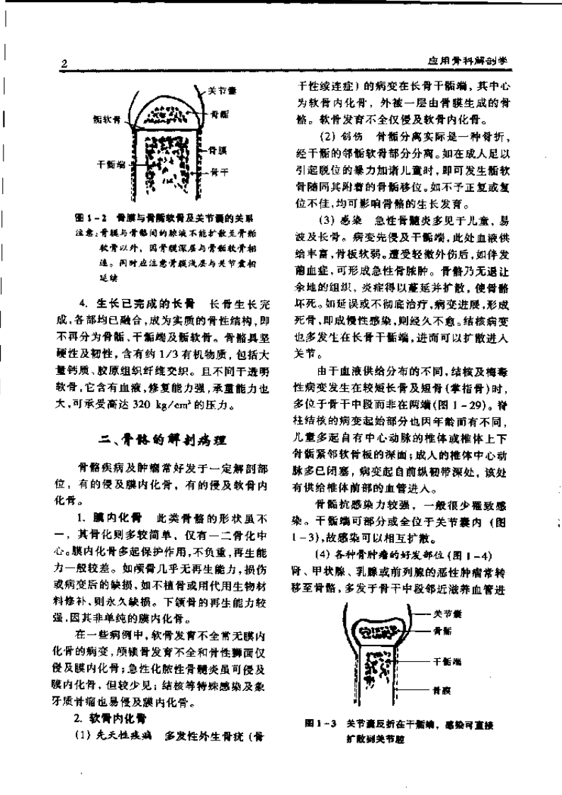 骨科应用解剖学.pdf 第4页