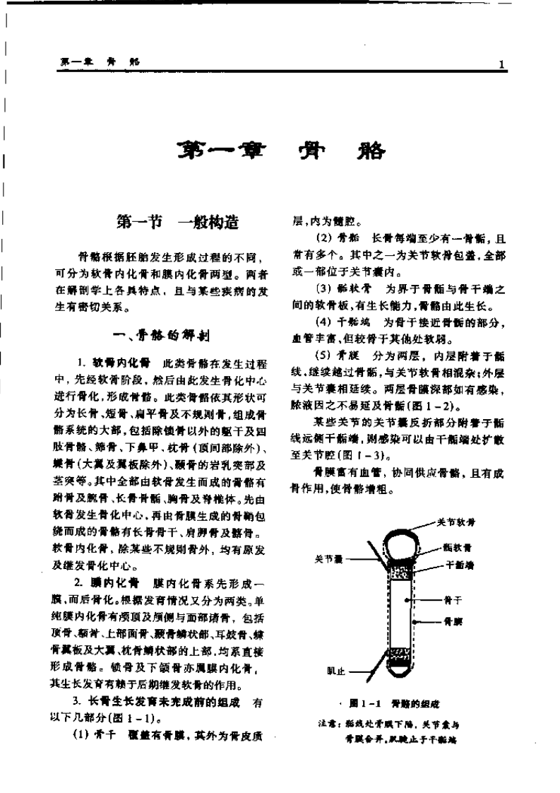 骨科应用解剖学.pdf 第3页