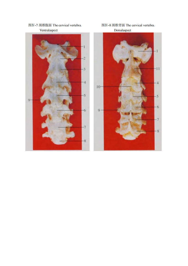 猫解剖图谱66页.pdf 第5页