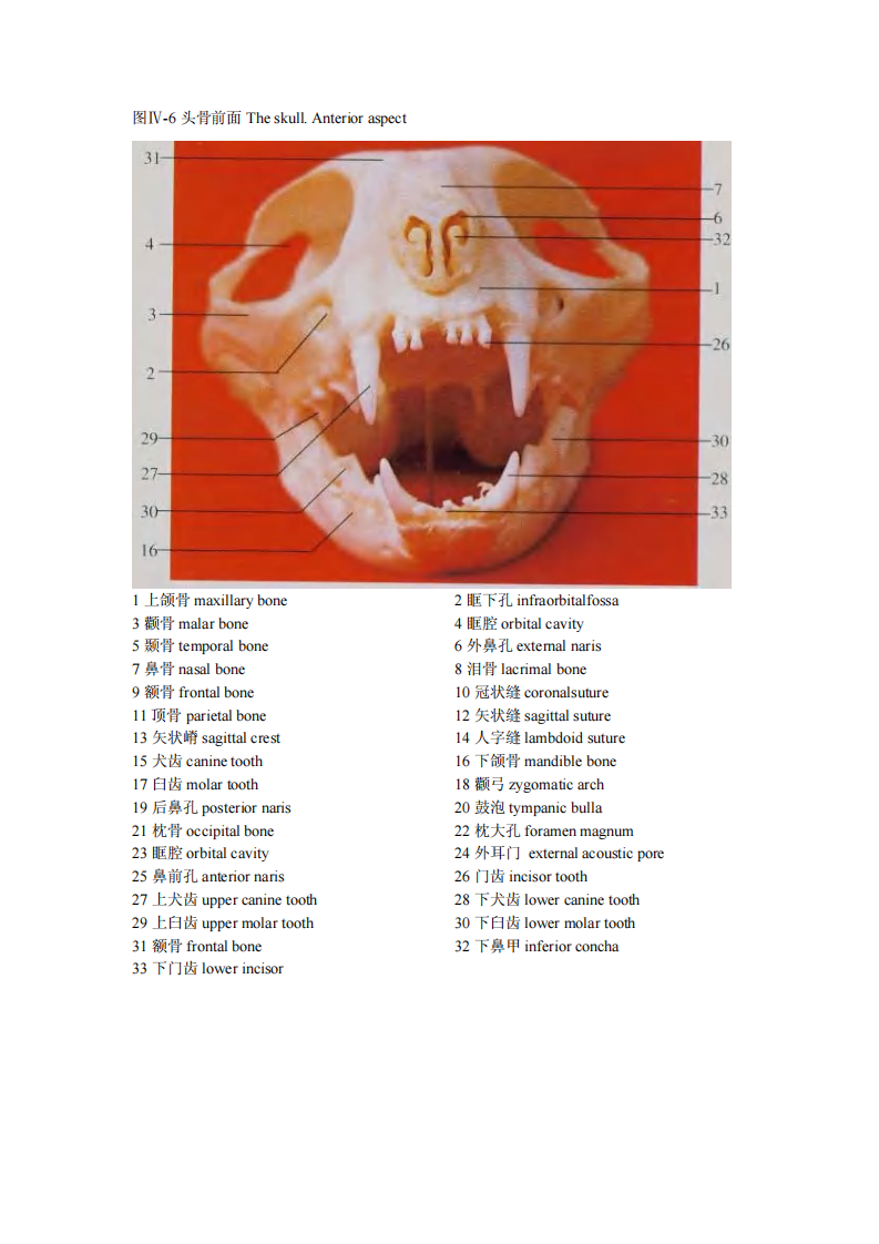 猫解剖图谱66页.pdf 第4页