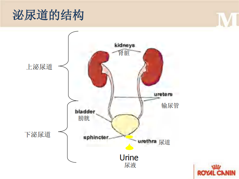 宠物-尿石症的营养方案.pdf 第3页