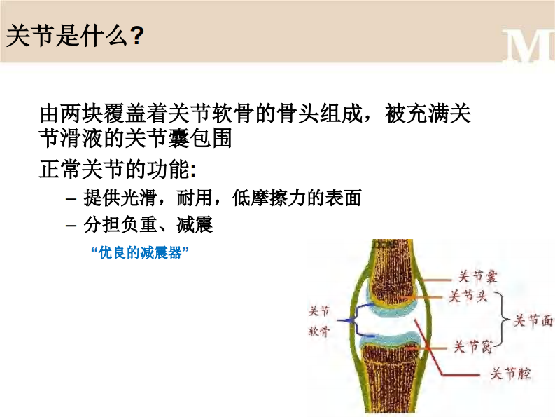 宠物-犬关节炎.pdf 第4页