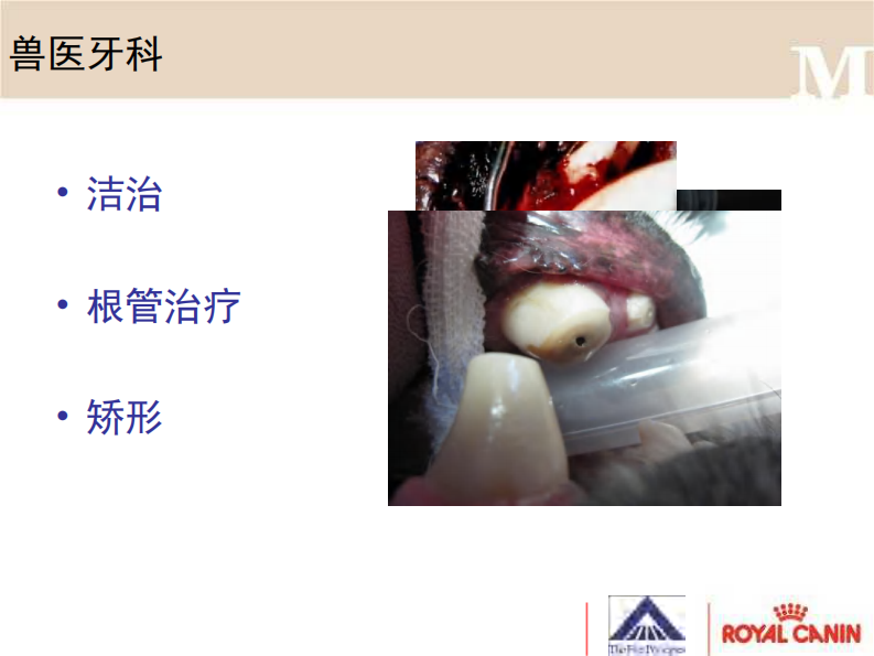 宠物-牙科洁治.pdf 第2页