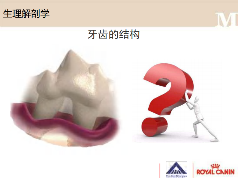 宠物-牙科洁治.pdf 第4页