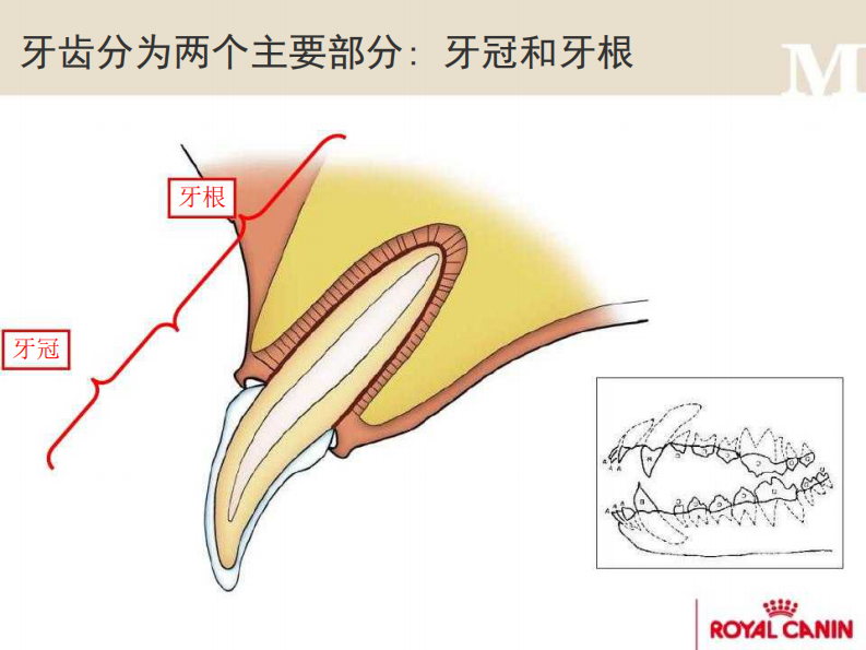 宠物-牙科洁治.pdf 第5页