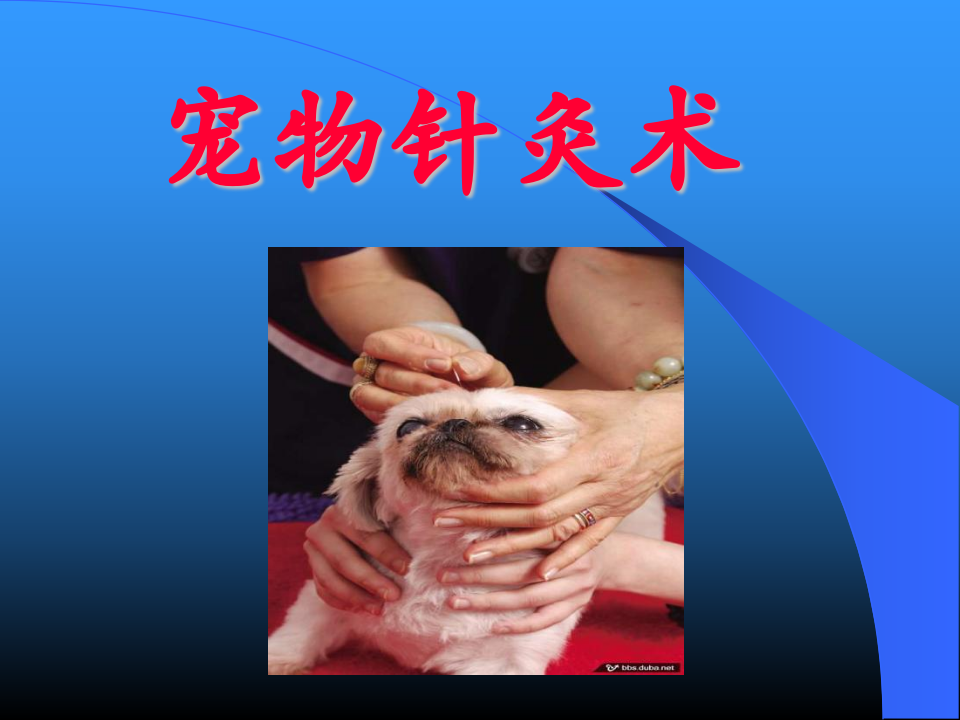 宠物针术2008培训.ppt 第1页