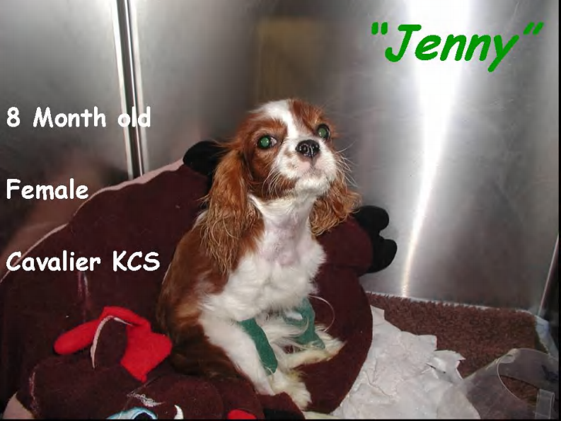 宠物-慢性肝病治疗.pdf 第5页