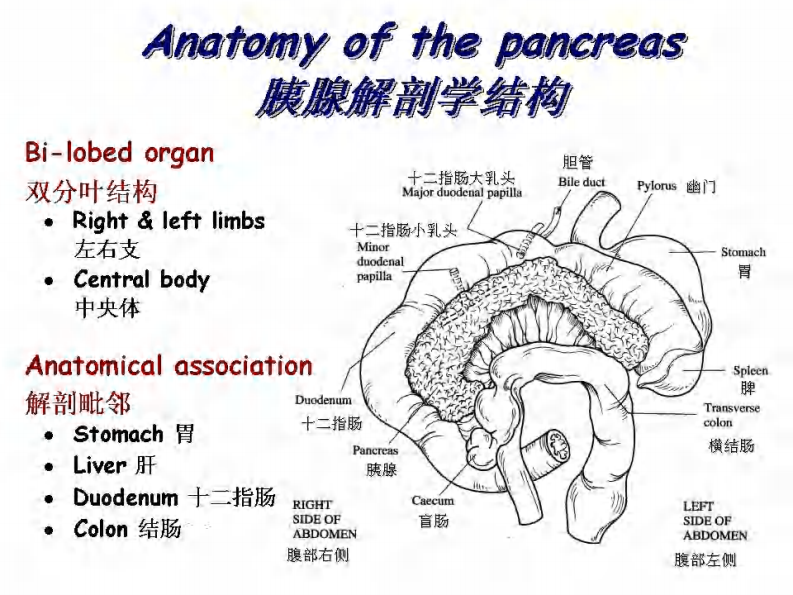 宠物-急性胰腺炎的诊断.pdf 第4页