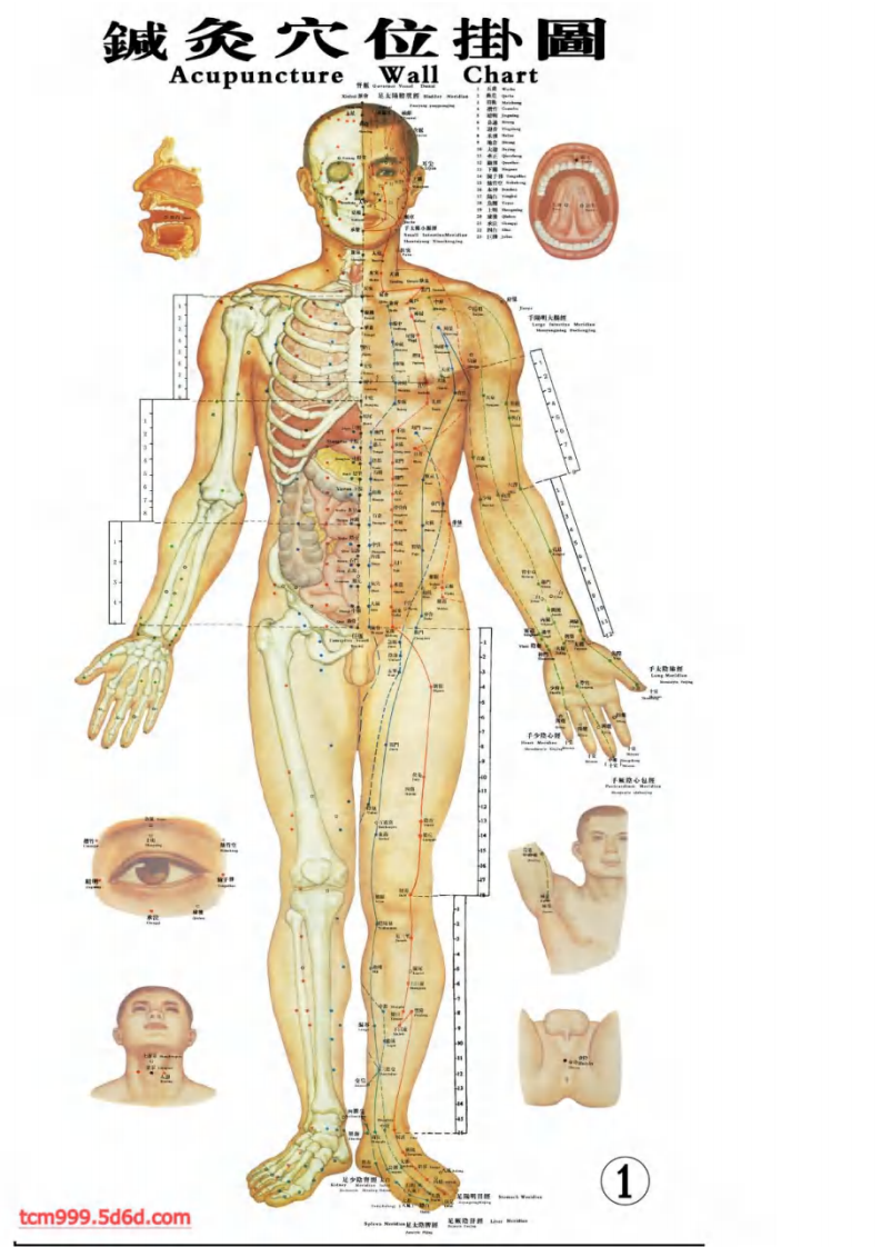 针灸穴位大挂图.pdf 第1页