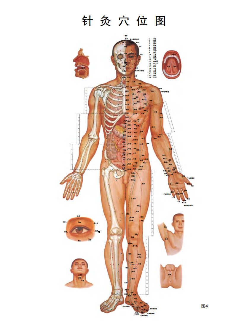 针灸穴位挂图.pdf 第3页