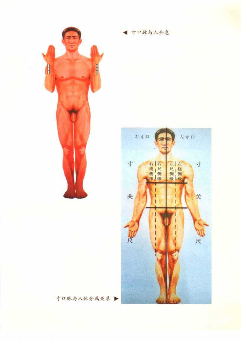 中华脉神-现代脉诊篇.pdf 第5页