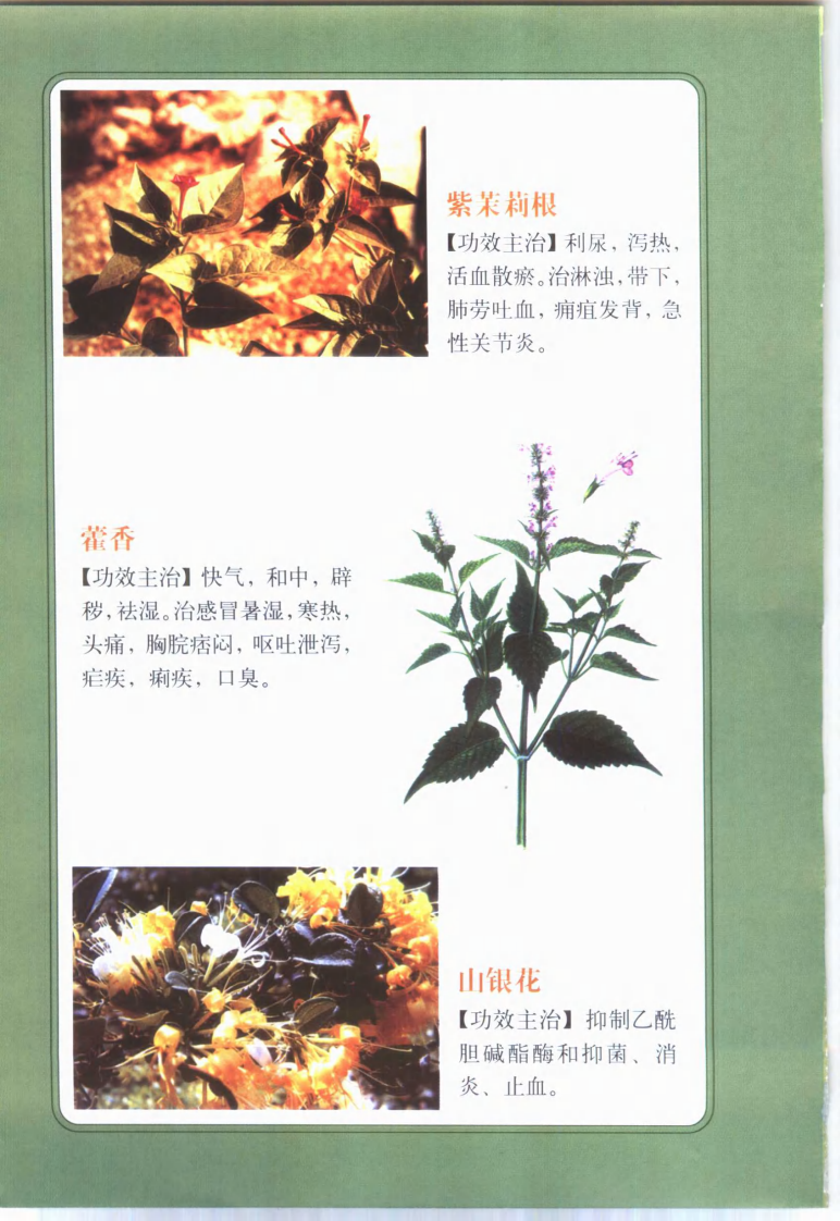 家庭必备日常食用治百病 彩色图文版 医用本草纲目.pdf 第3页