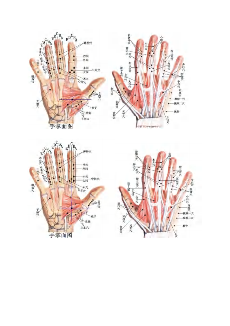 董氏针灸彩色穴位图高.pdf 第1页