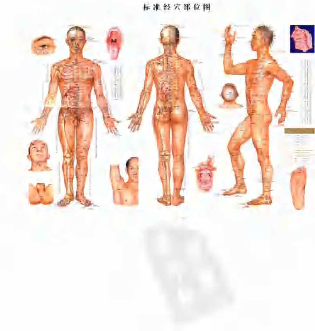 [关元穴].李艳梅.宋立中.扫描版.pdf 第5页