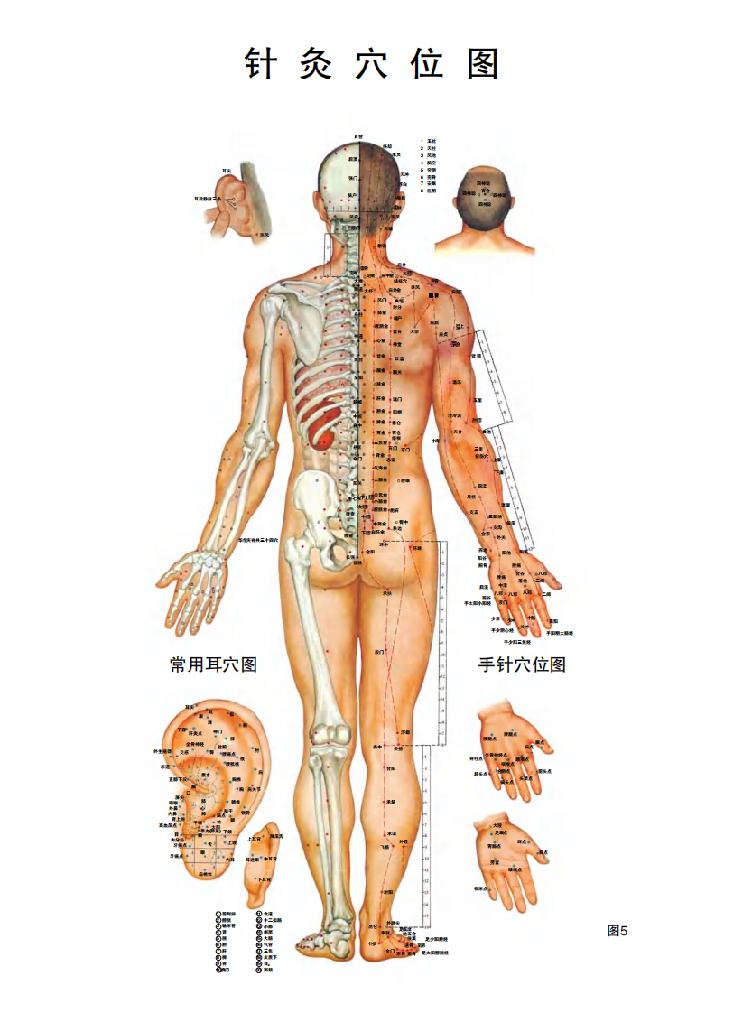 针灸穴位挂图.pdf 第1页