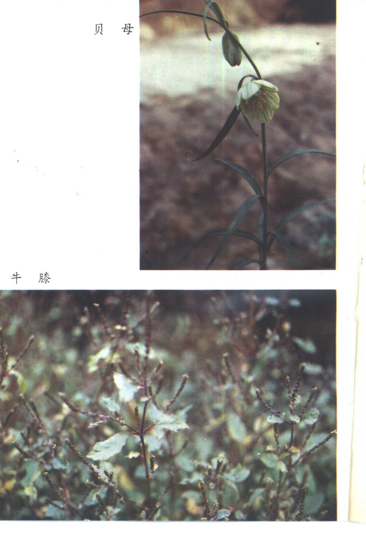 常用中药种植技术（第二版）（姚宗凡 主编）.pdf 第5页