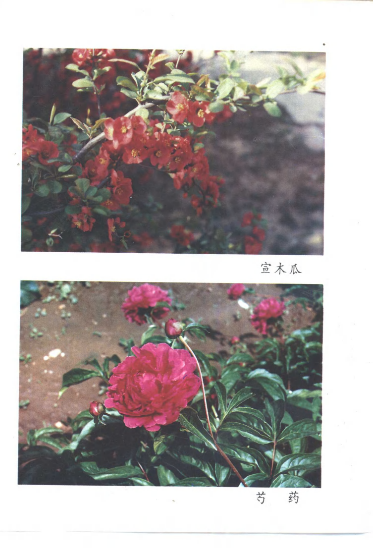 常用中药种植技术（第二版）（姚宗凡 主编）.pdf 第3页