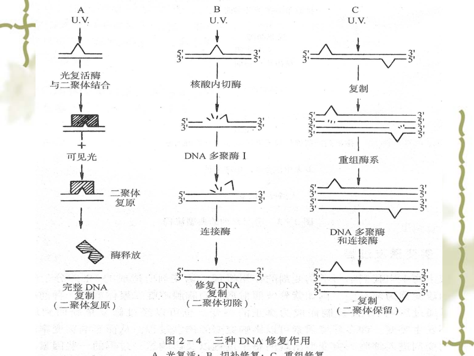 抗生素-6.ppt 第2页