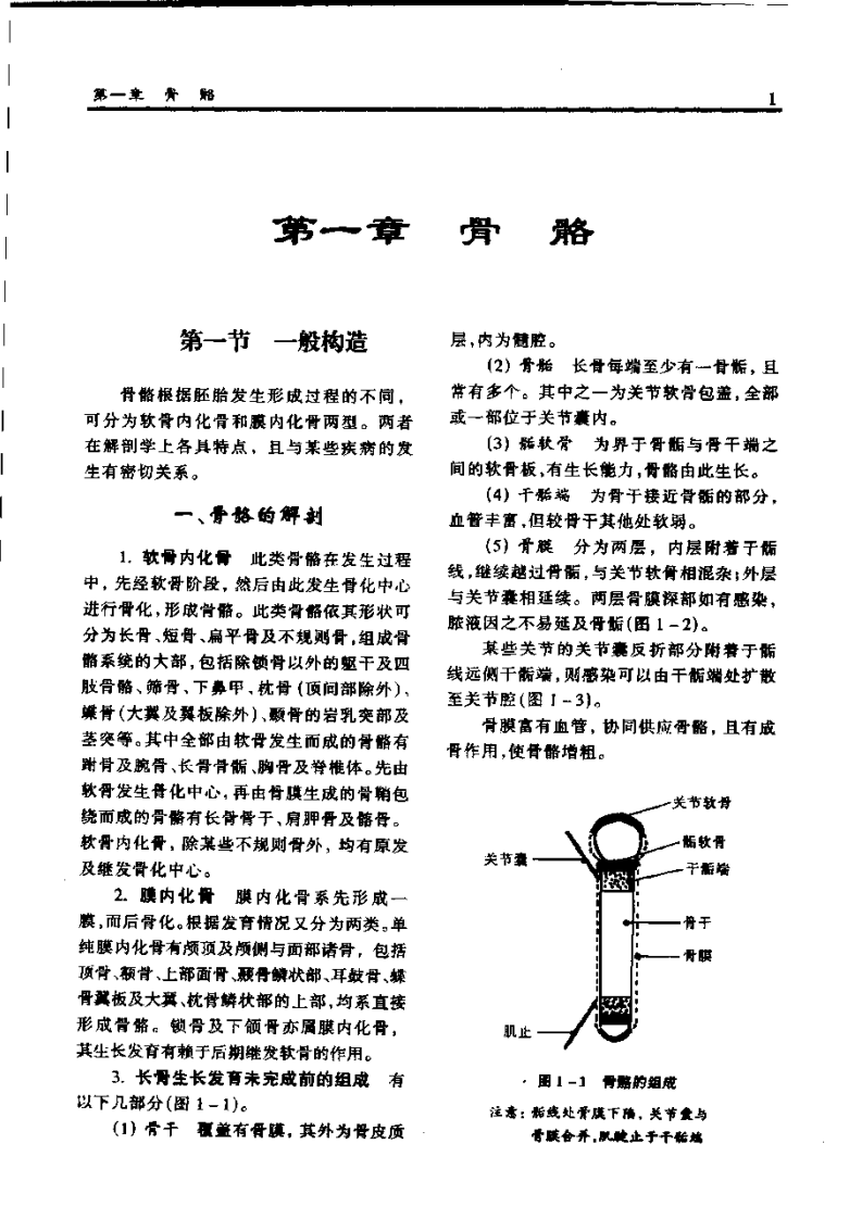 骨科应用解剖学.pdf 第3页