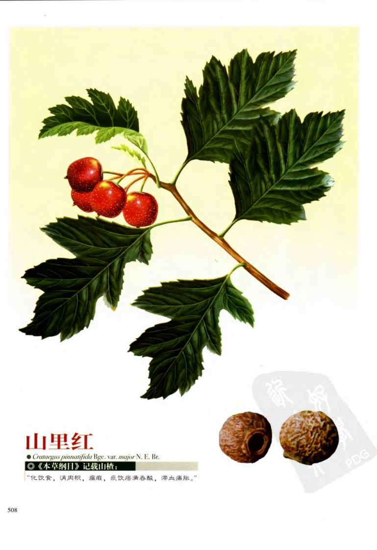 实用本草纲目彩色图鉴（第三卷）.pdf 第4页