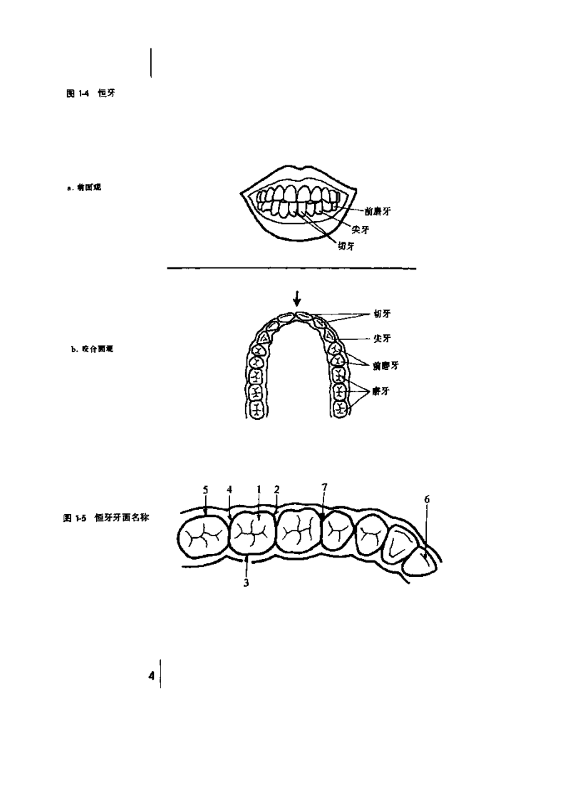 非创伤性修复治疗手册—控制龋的途径.pdf 第5页