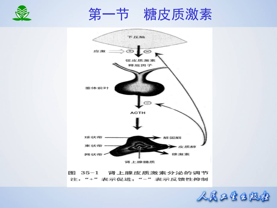 第三十五章  肾上腺皮质激素类药物.ppt 第5页