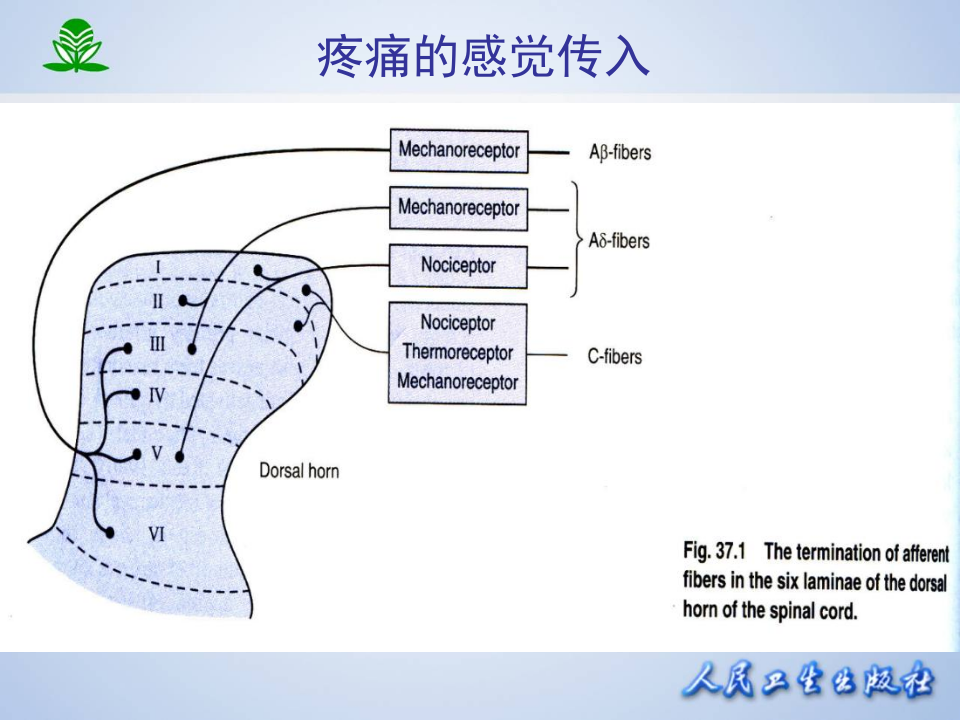第十九章 镇痛药.ppt 第4页