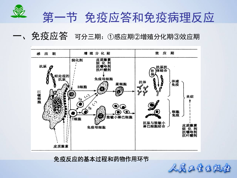 第四十八章 影响免疫功能的药物.ppt 第5页