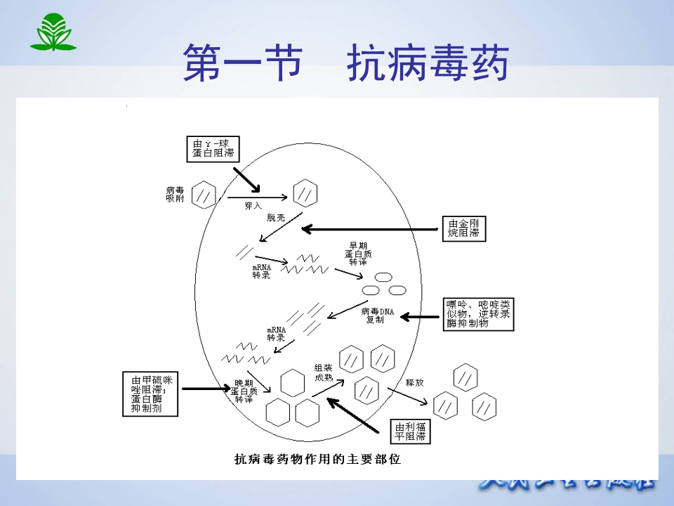 第四十四章  抗病毒药和抗真菌药.ppt 第5页