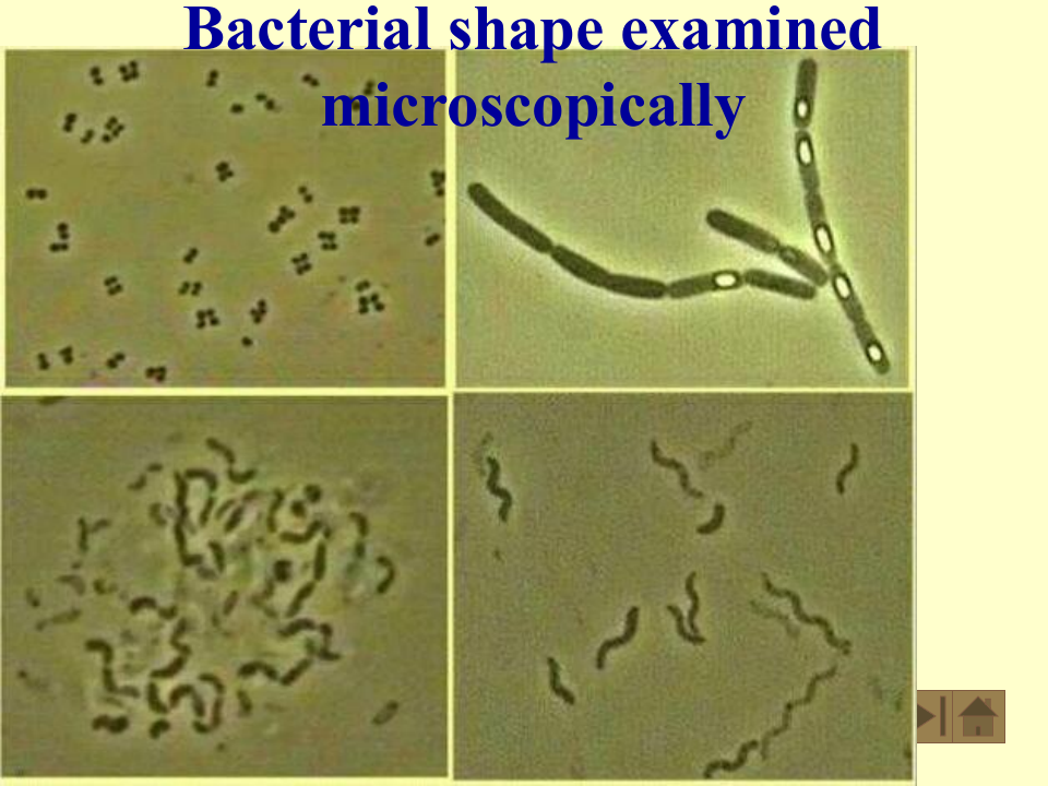 微生物学_2.ppt 第5页