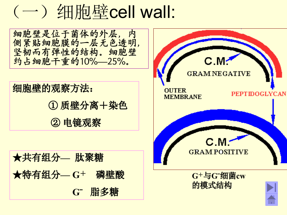 微生物学_4.ppt 第3页
