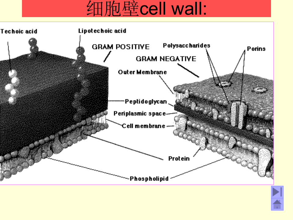 微生物学_4.ppt 第5页