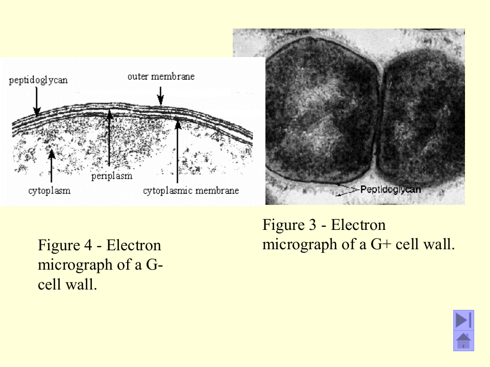 微生物学_4.ppt 第4页