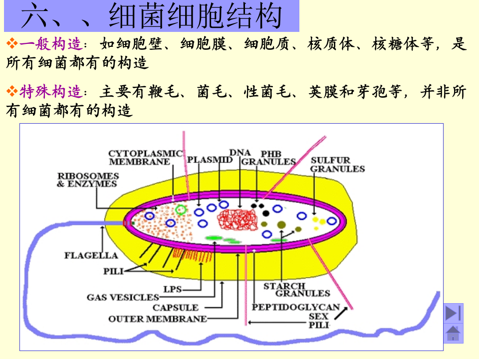微生物学_4.ppt 第1页