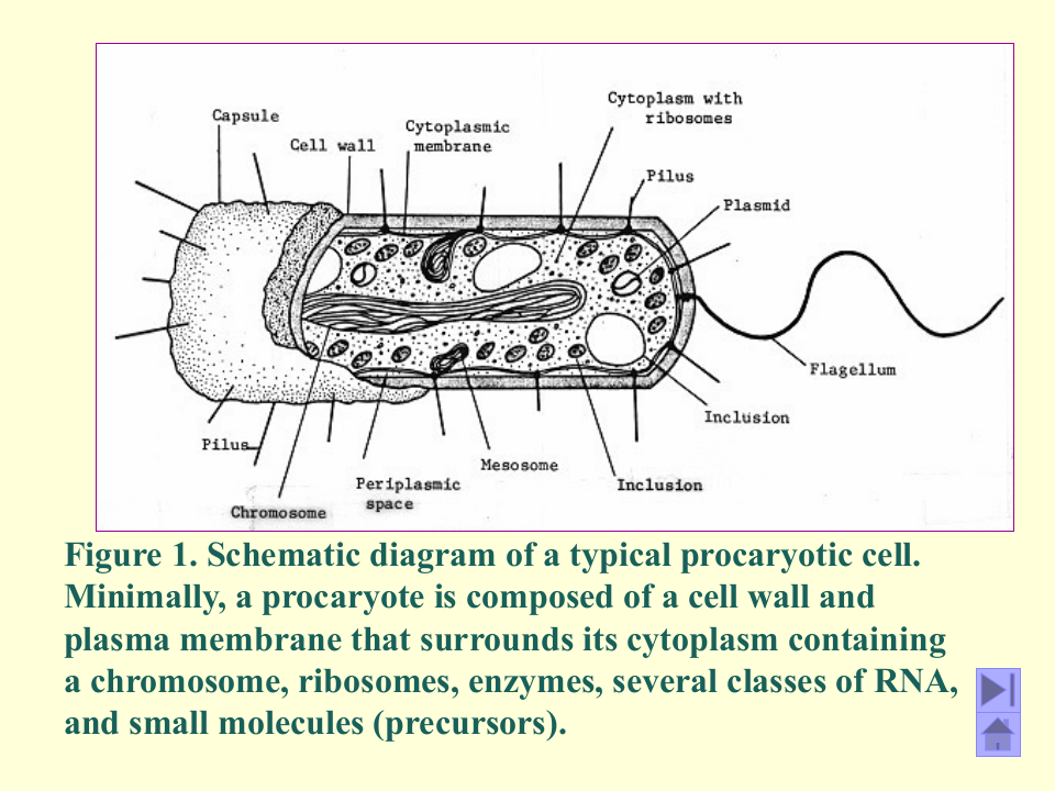 微生物学_4.ppt 第2页