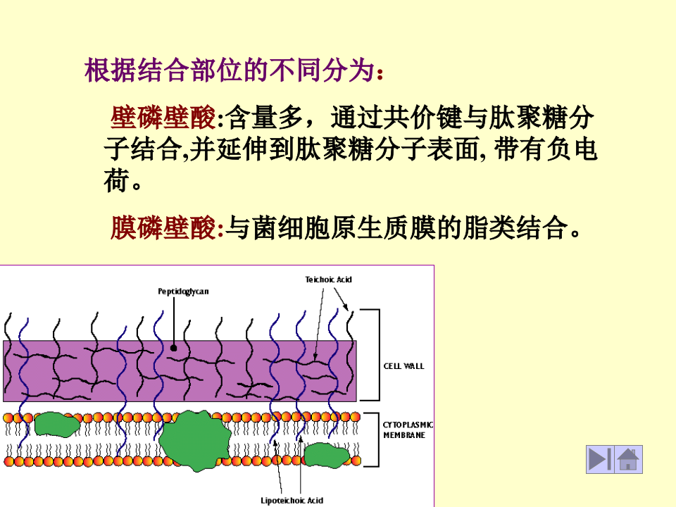 微生物学_5.ppt 第3页