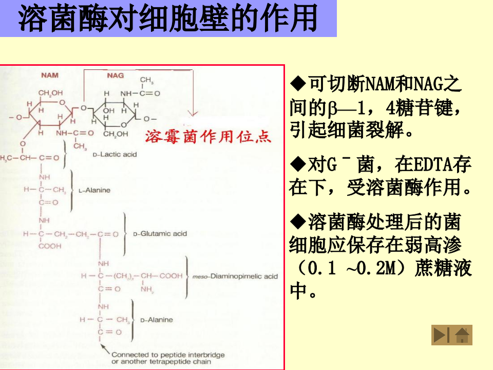 微生物学_6.ppt 第2页