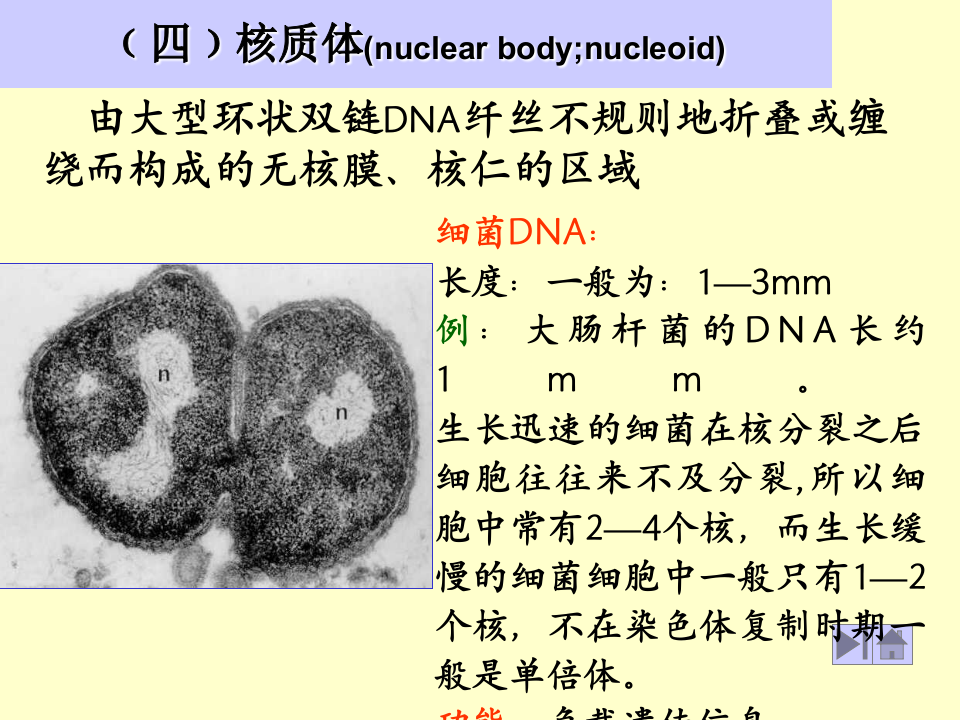 微生物学_7.ppt 第1页