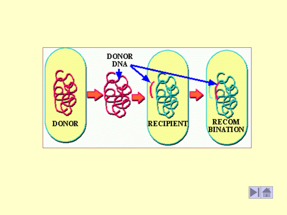 微生物学_7.ppt 第5页