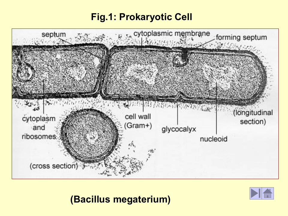 微生物学_7.ppt 第2页