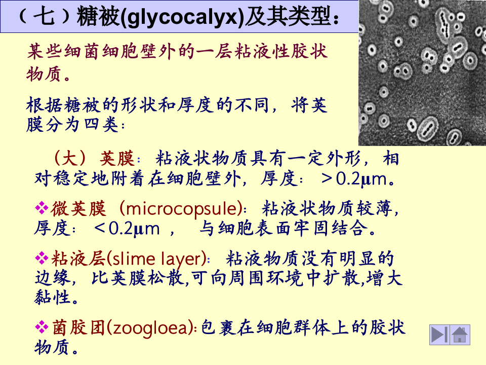 微生物学_8.ppt 第1页