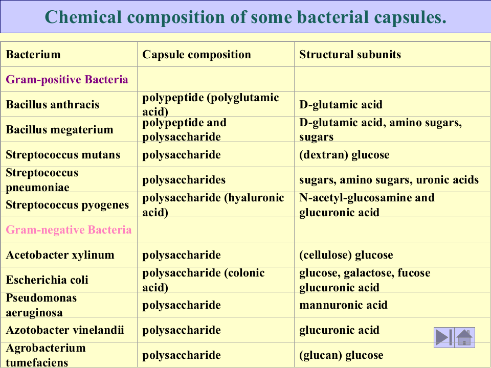 微生物学_8.ppt 第3页