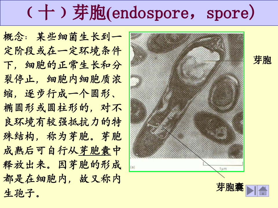 微生物学_9.ppt 第1页