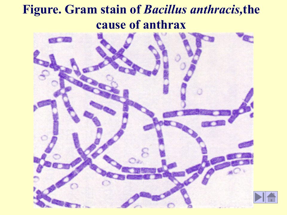 微生物学_9.ppt 第2页